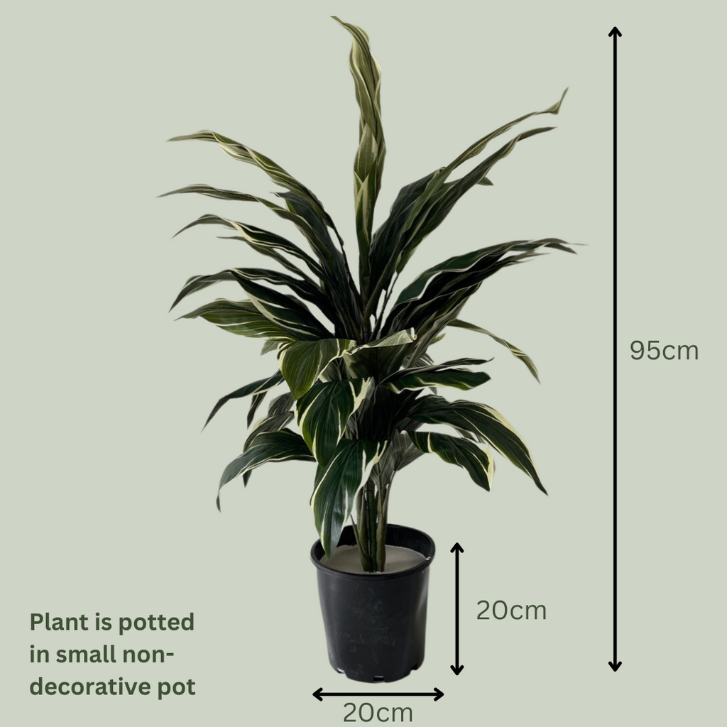 Artificial Cordyline Plant Light Green The Plants Project