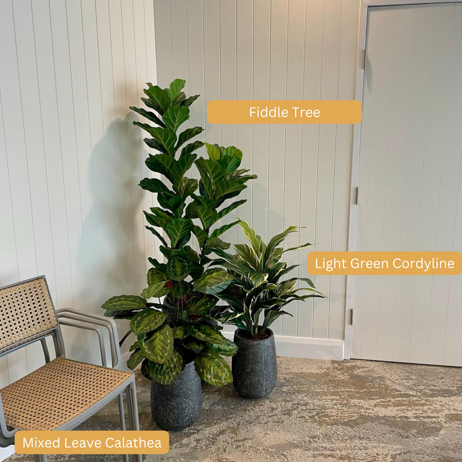 Artificial Calathea | Mixed Leaves