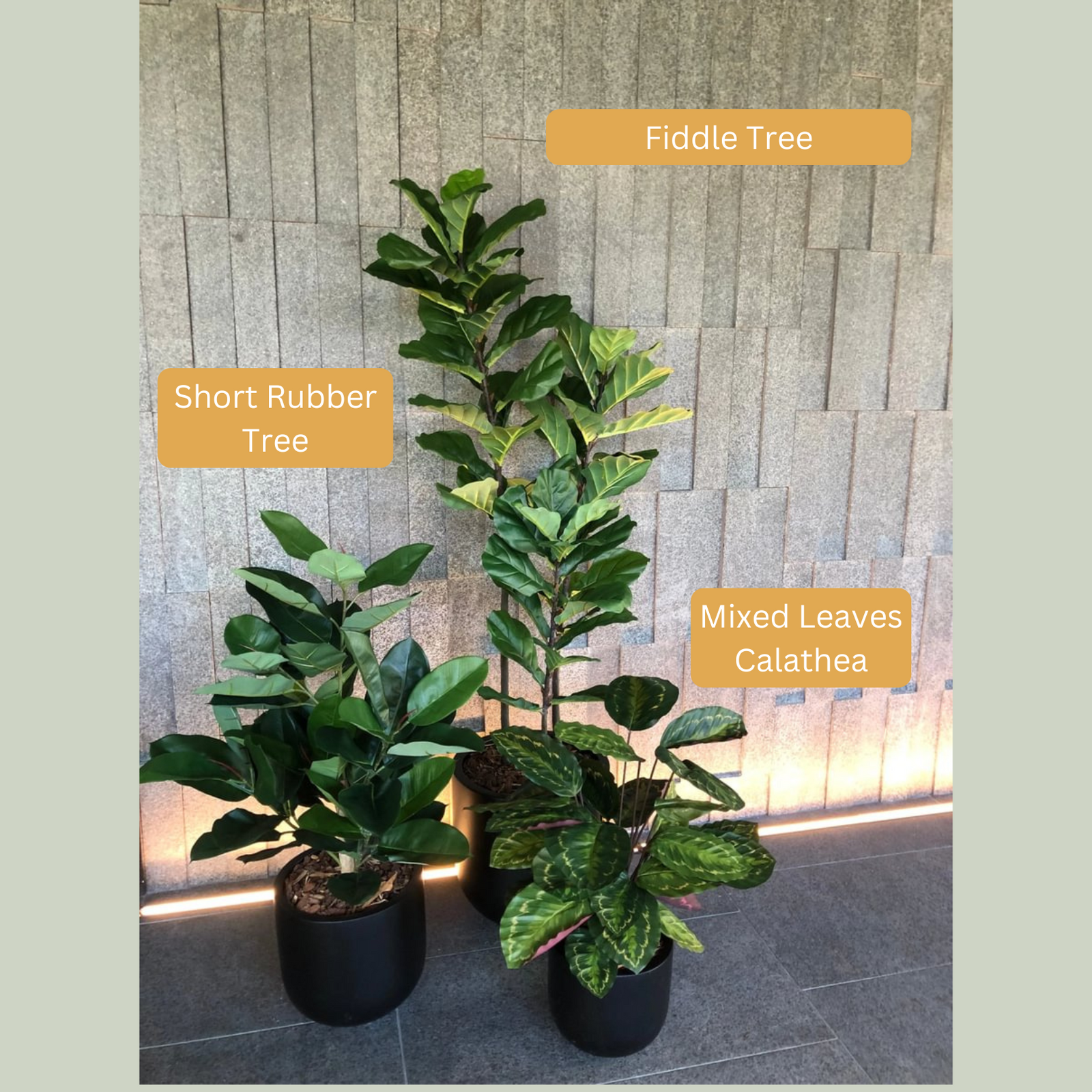 Artificial Calathea | Mixed Leaves