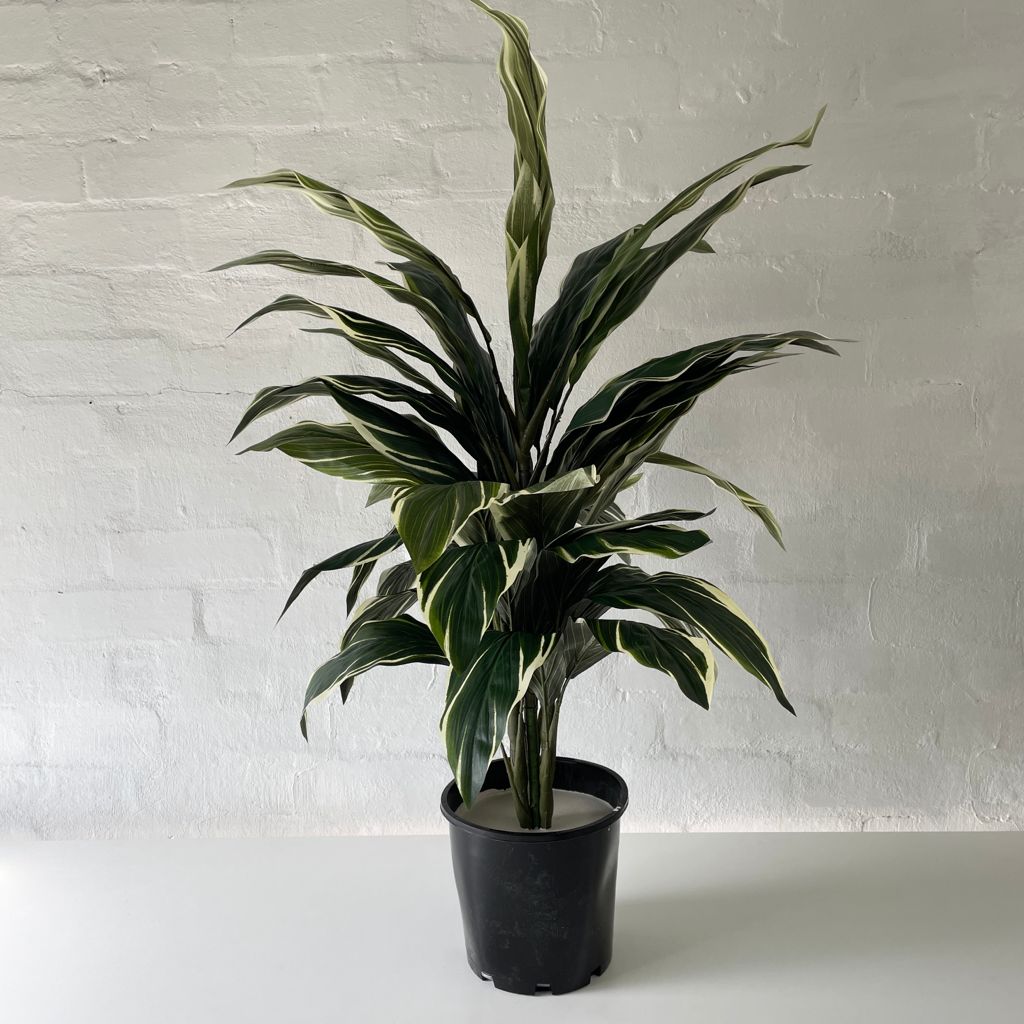 Artificial Cordyline Plant | Light Green