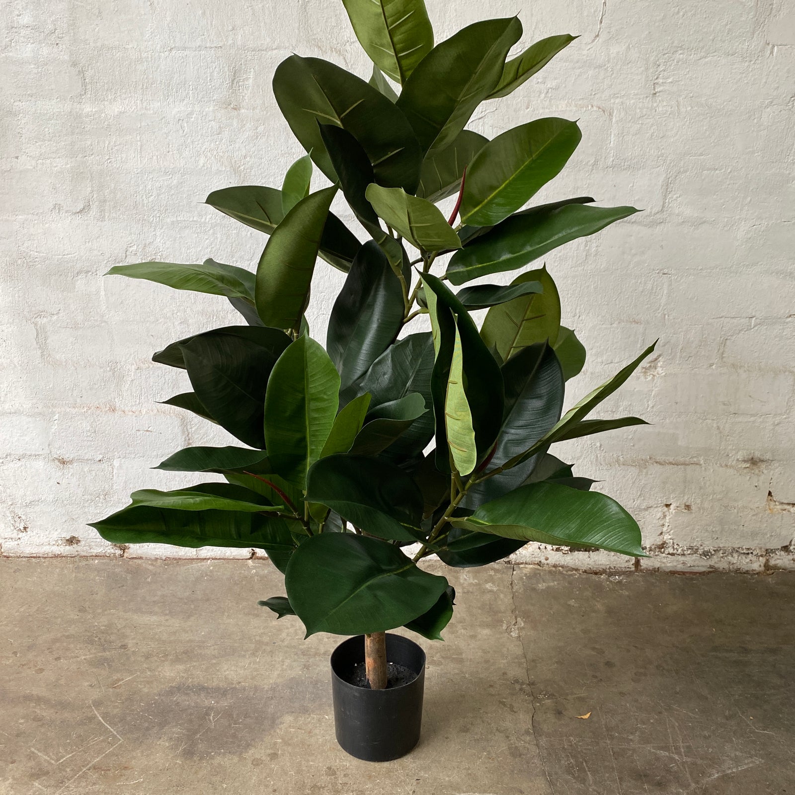Artificial Rubber Tree | Short