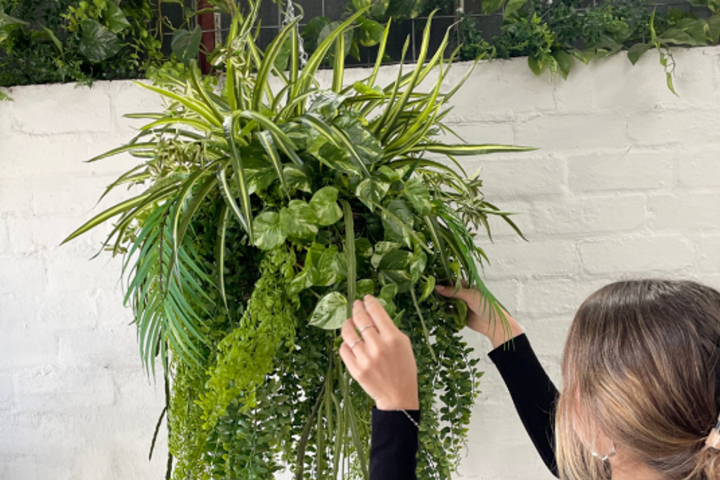 Hanging Plant Ideas The Plants Project