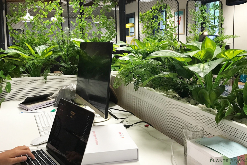 Office Plant Ideas Easy To Execute Indoor Plant Ideas For Your Office