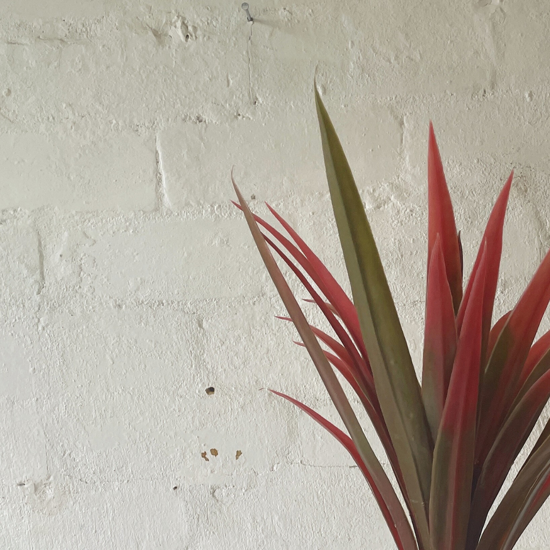 Artificial Red Yucca Stem