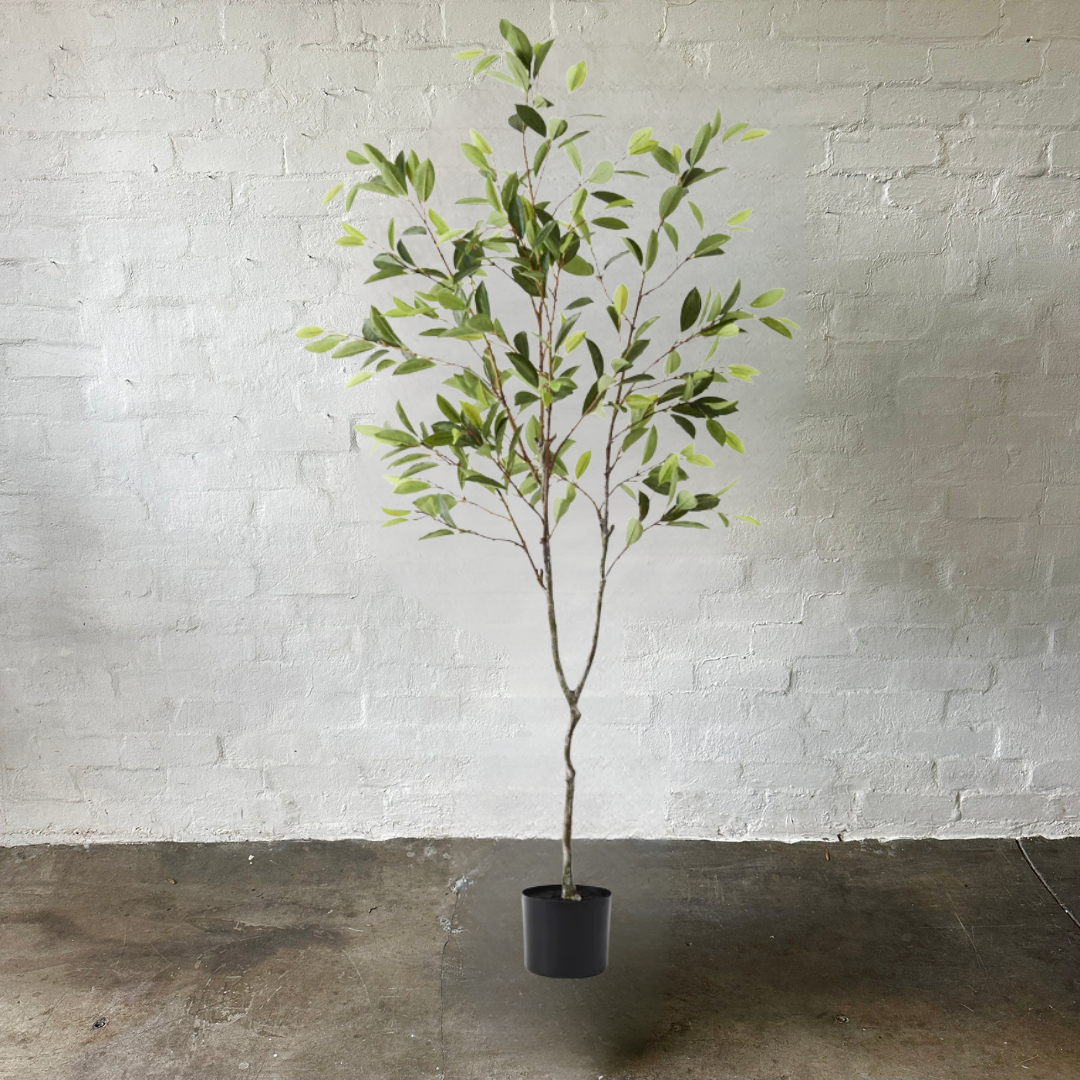 Artificial Ficus Hill Tree | 180cm