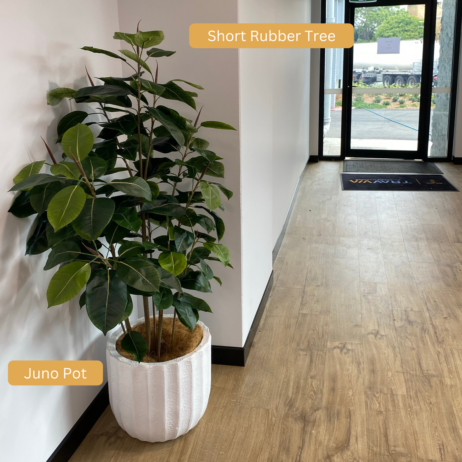 Artificial Rubber Tree | Short