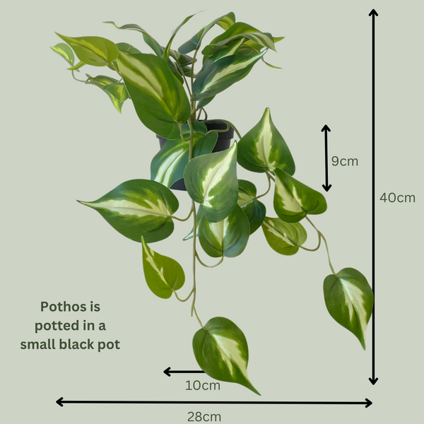 Artificial Pothos Queen Small - The Plants Project