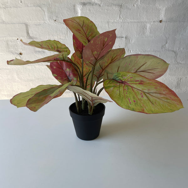 Artificial Chinese Evergreen Plant