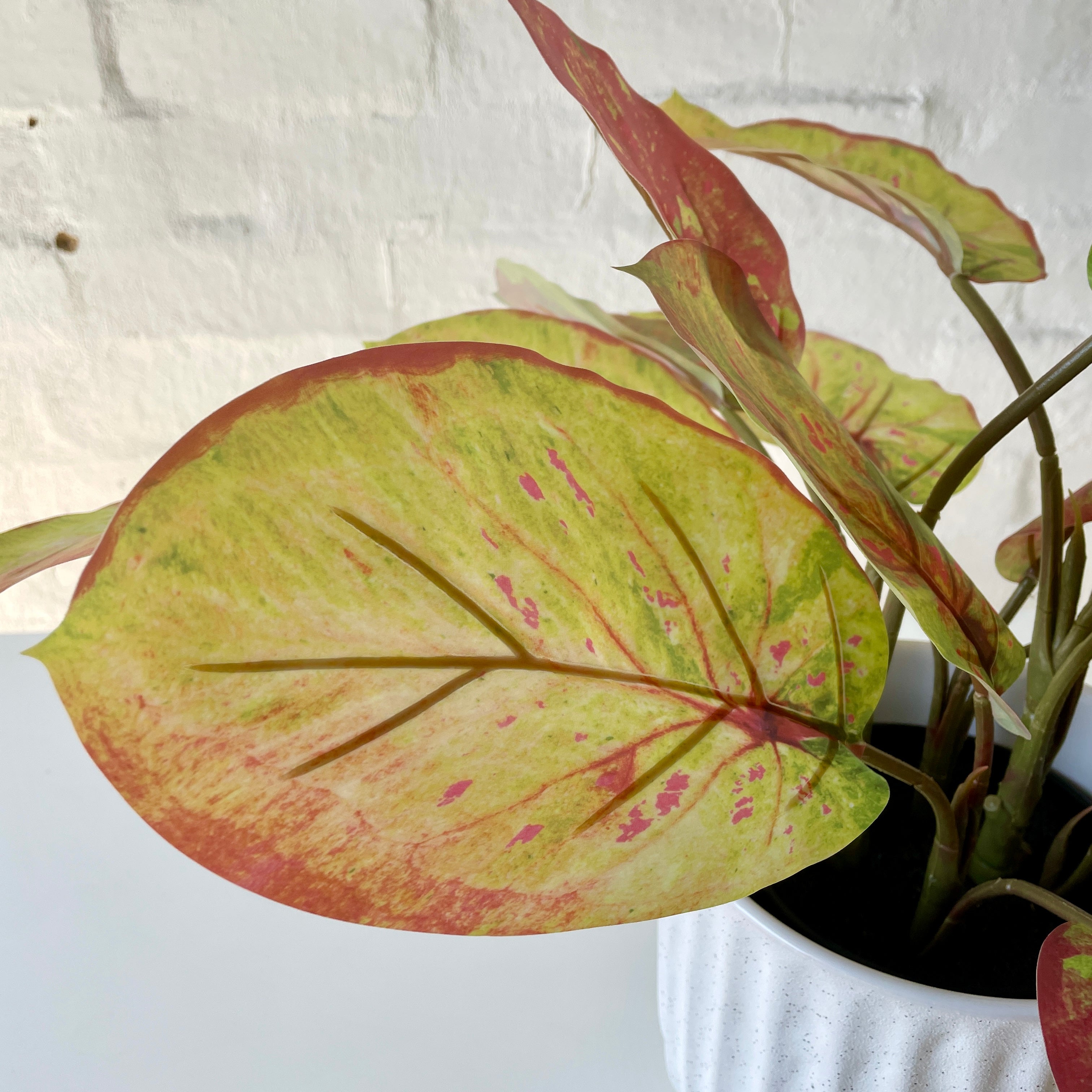 Artificial Agolonema Plant
