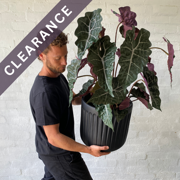 Artificial Alocasia Plant