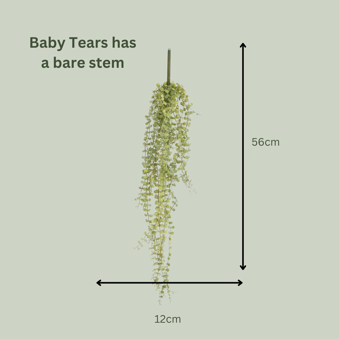 Artificial Baby Tears Plant