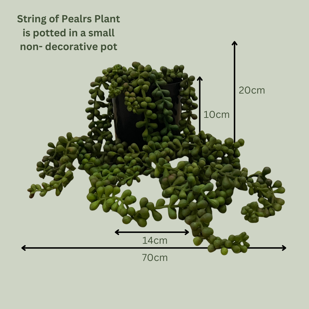 Artificial String of Pearls | 20cm