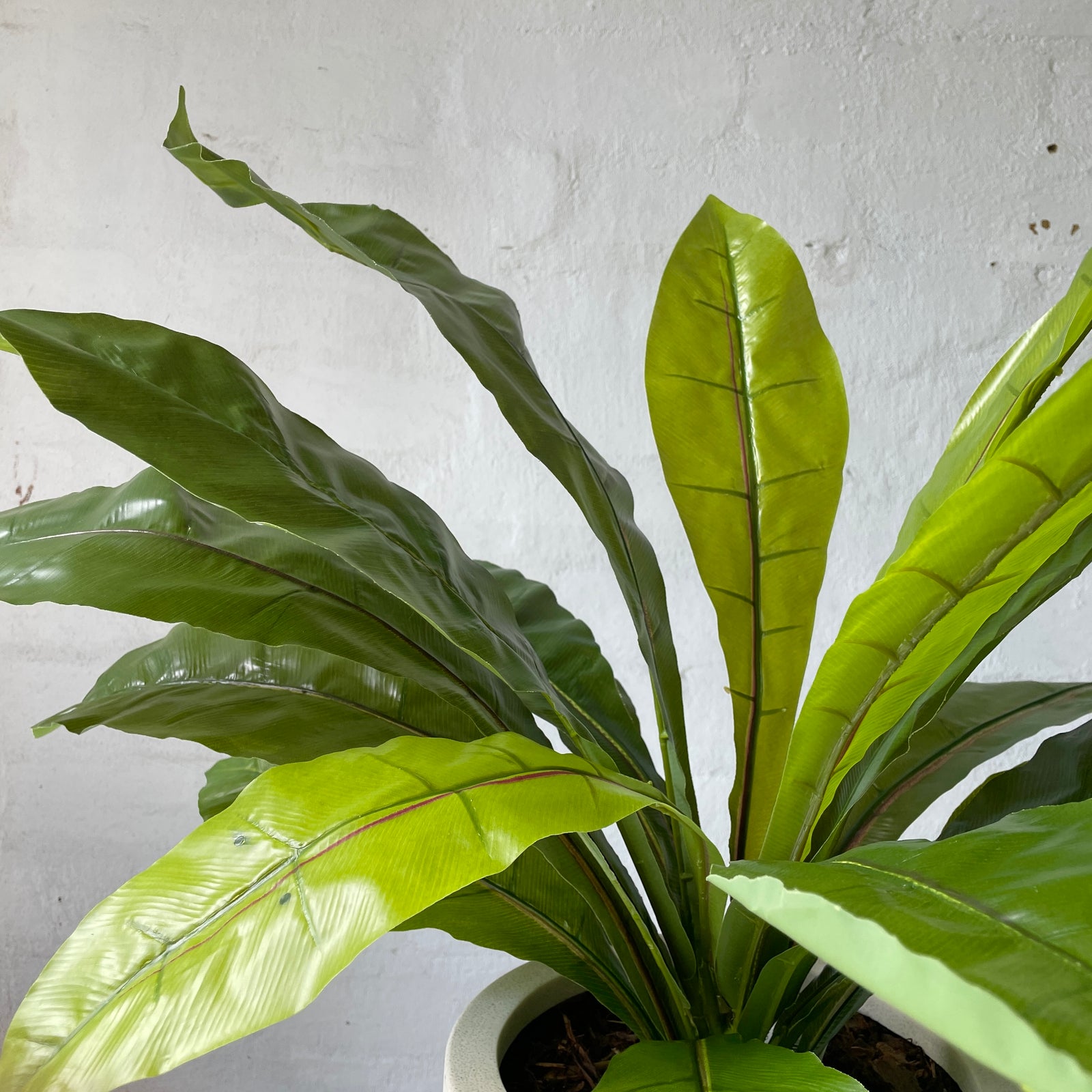 Artificial Bird's Nest Plant