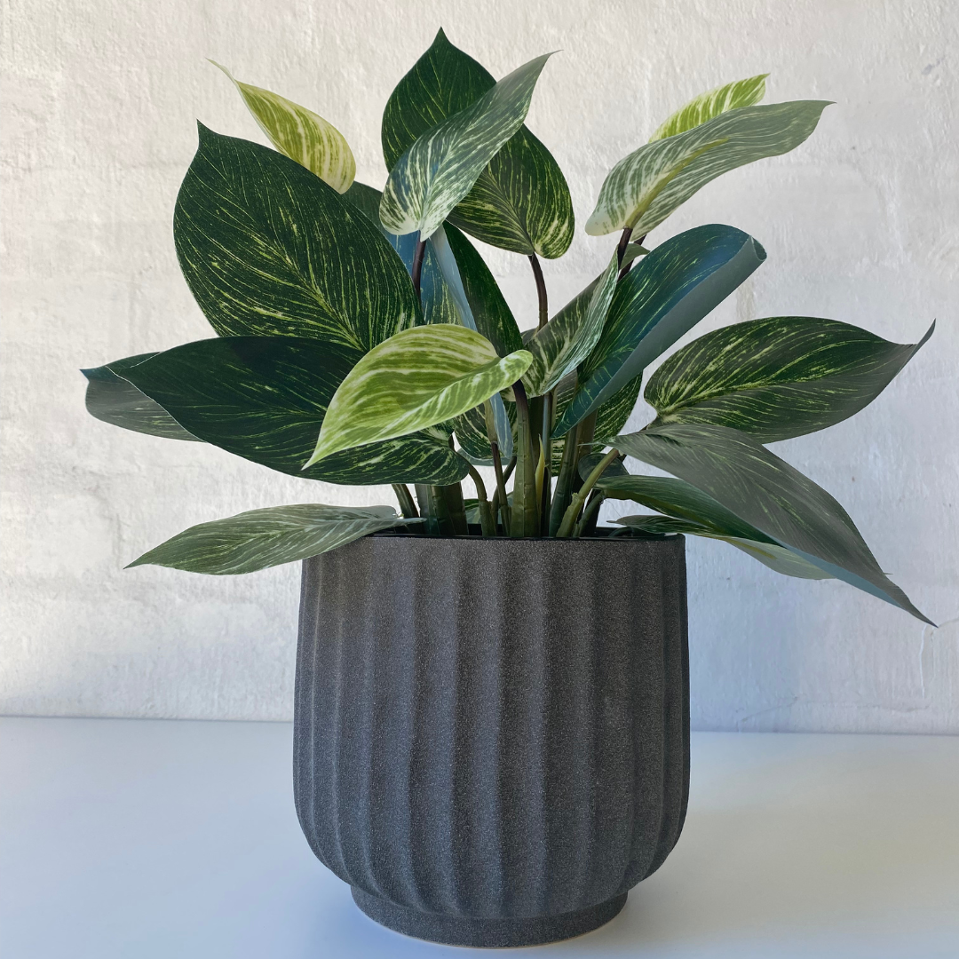 philodendron birkin australia Artificial Philodendron Birkin Plant