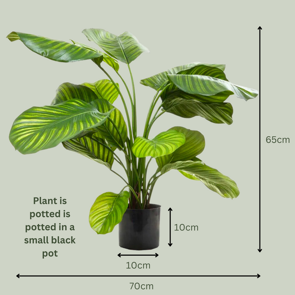 Artificial Calathea | Green