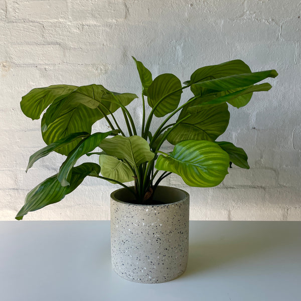 Artificial Calathea | Green