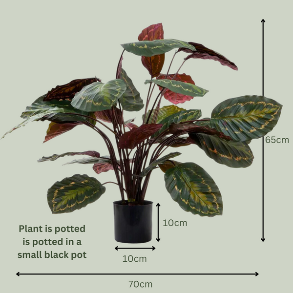 Artificial Calathea | Mixed Leaves