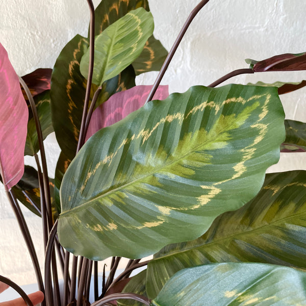 Artificial Calathea | Mixed Leaves