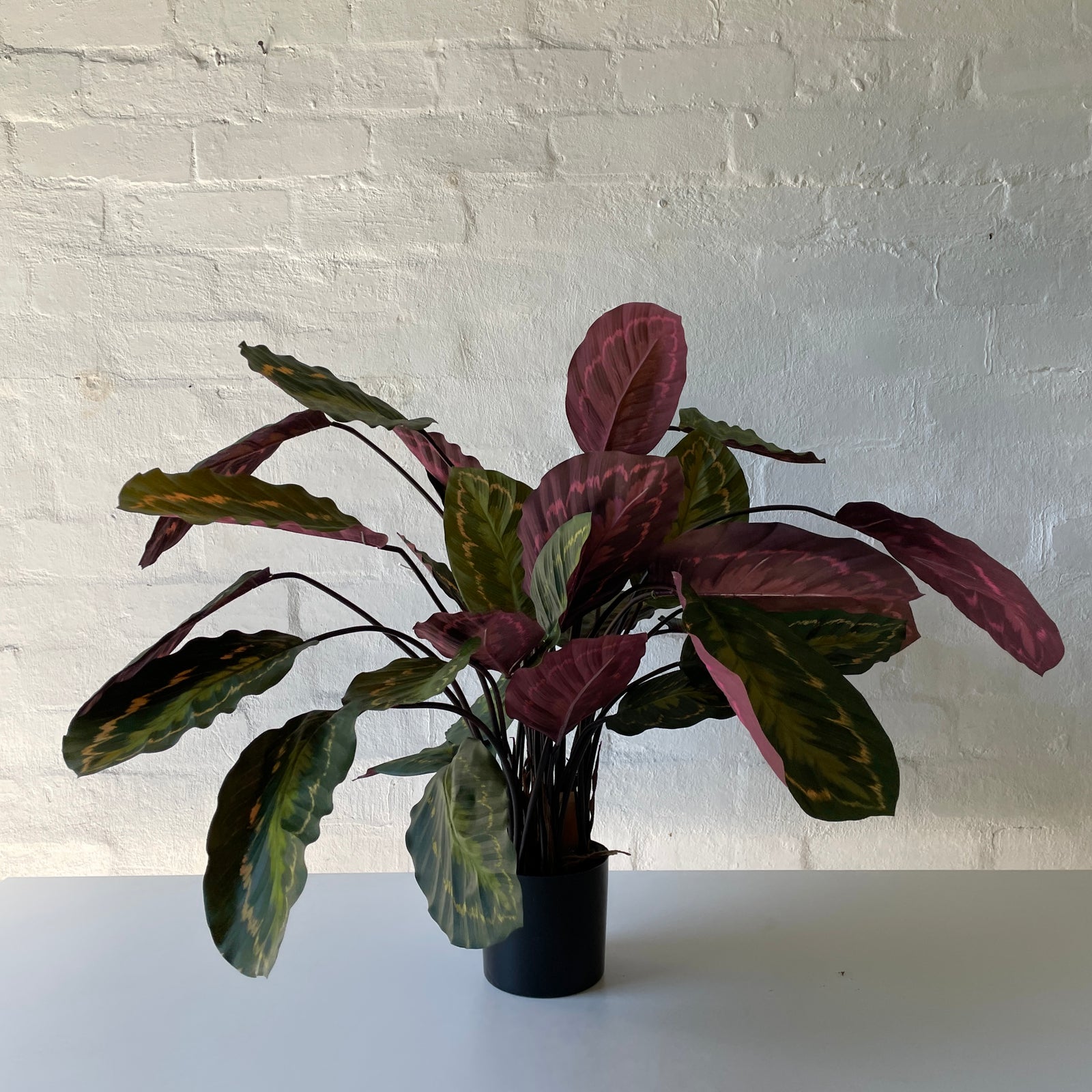 Artificial Calathea | Mixed Leaves