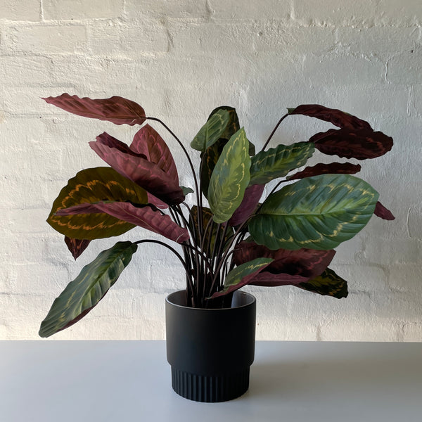 Artificial Calathea | Mixed Leaves