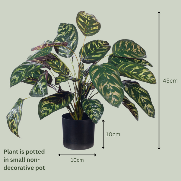 Artificial Calathea | Small