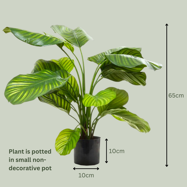 Artificial Calathea | Green – The Plants Project