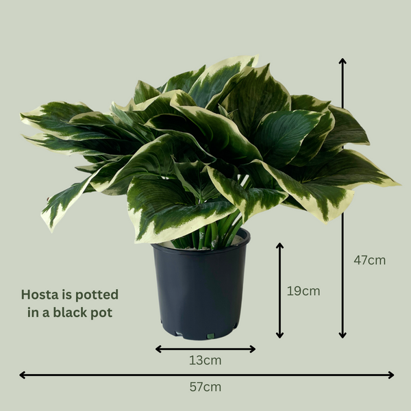 Artificial Chunky Hosta Frosted