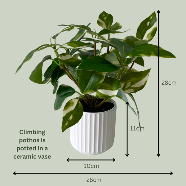 Artificial Climbing Pothos