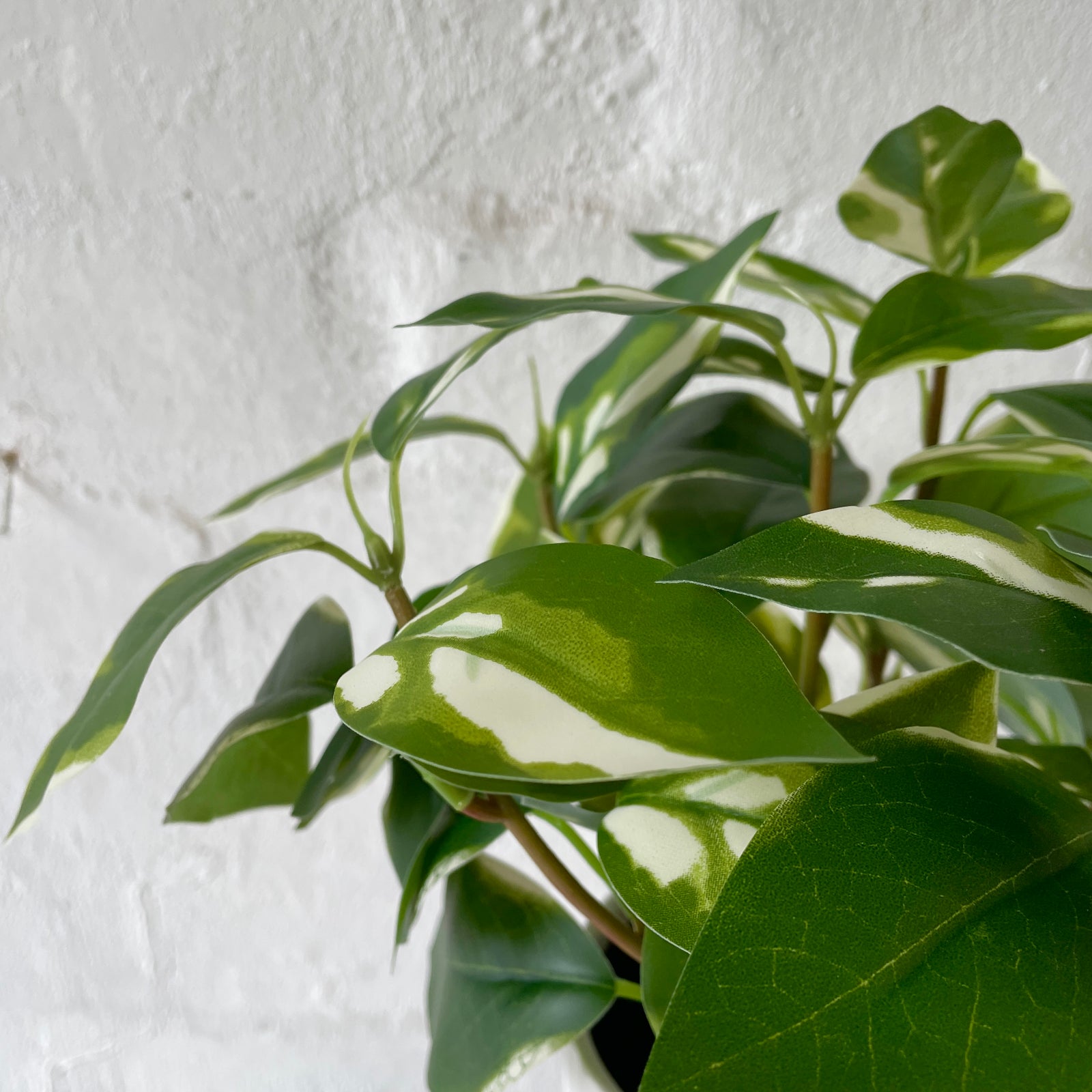 Artificial Climbing Pothos