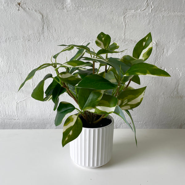 Artificial Climbing Pothos