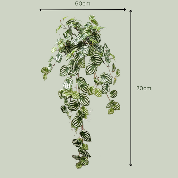 Artificial Hanging Peperomia