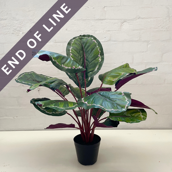 Artificial Calathea | Green Burgundy