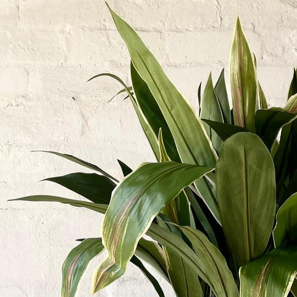 Artificial Cordyline Plant | Dark Green