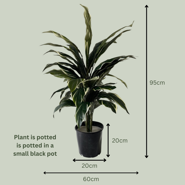 Artificial Cordyline Plant | Light Green