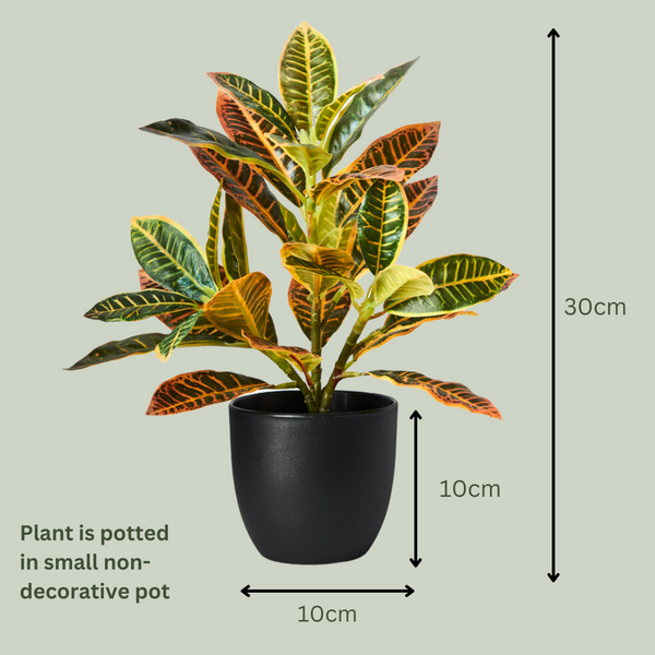 Artificial Croton Plant | Small