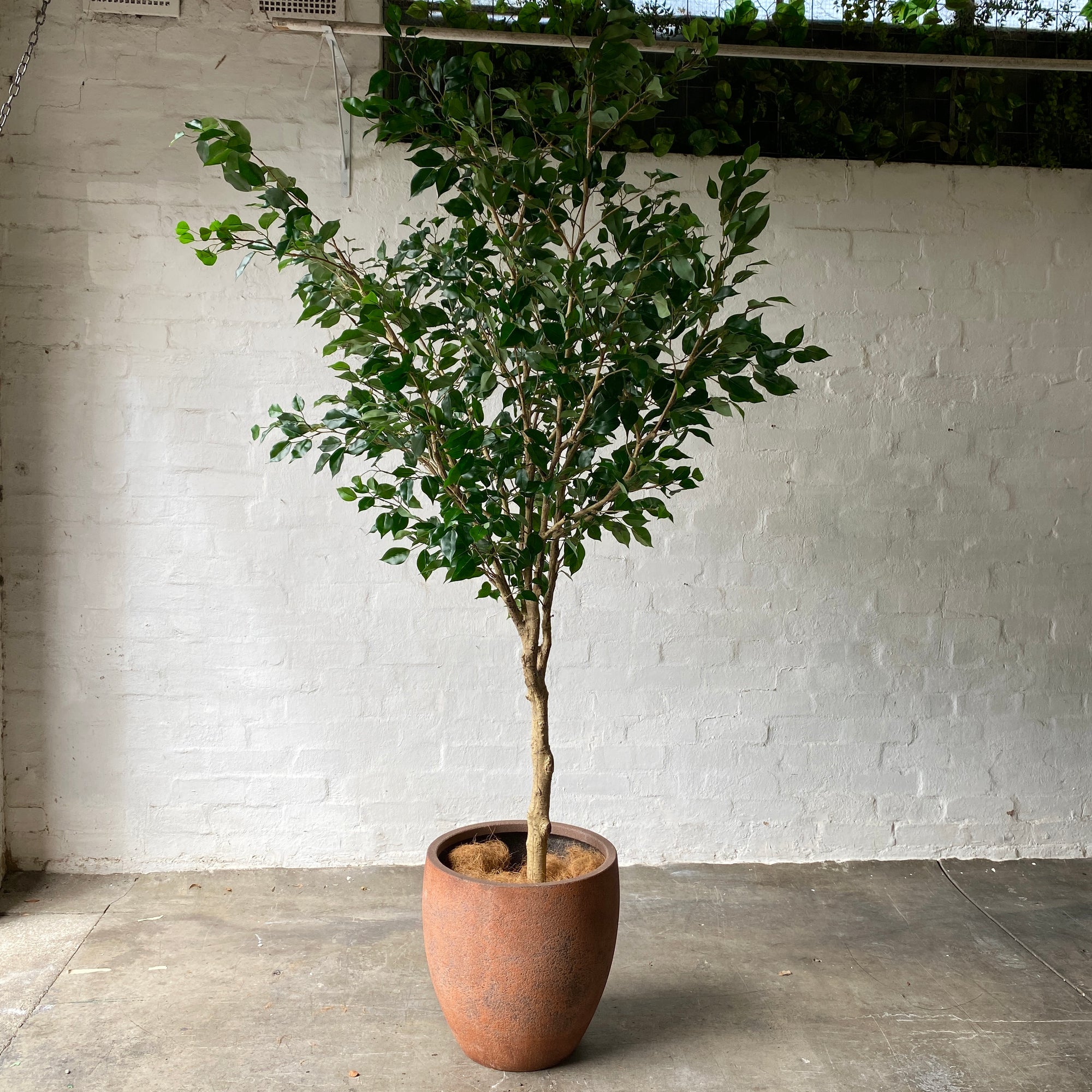 Giant Artificial Ficus Tree