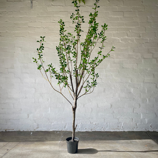 Artificial Fine Ficus Tree