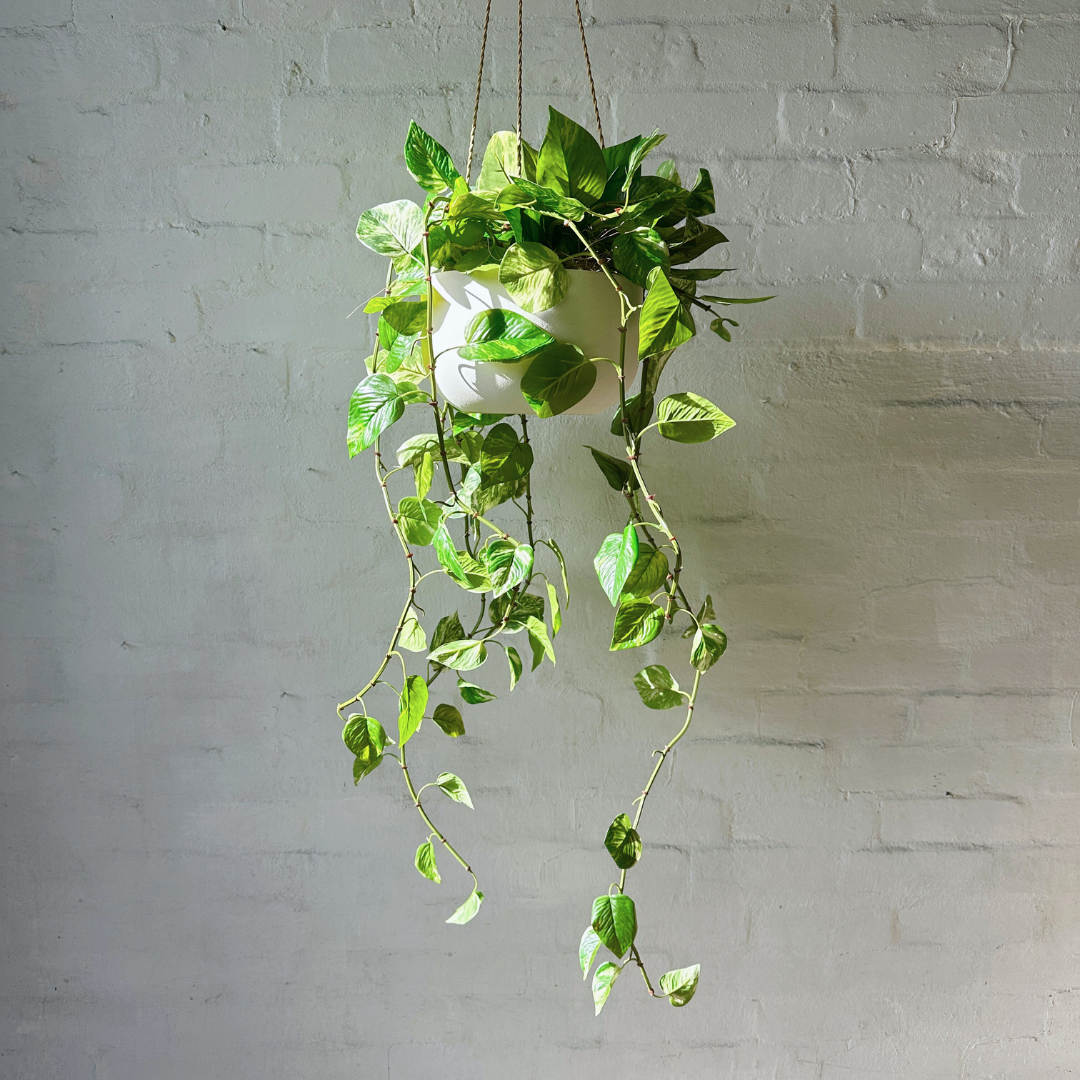 Artificial Hanging Golden Pothos Plant | Outdoor