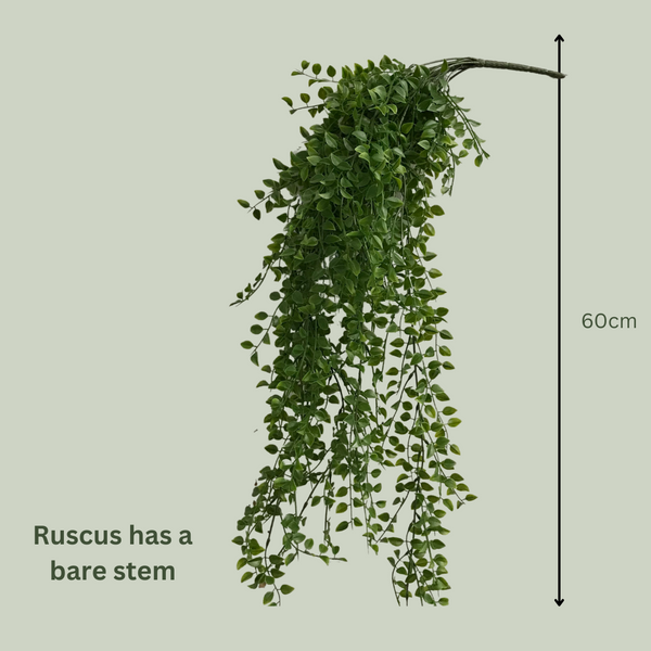 Artificial Hanging Ruscus Plant