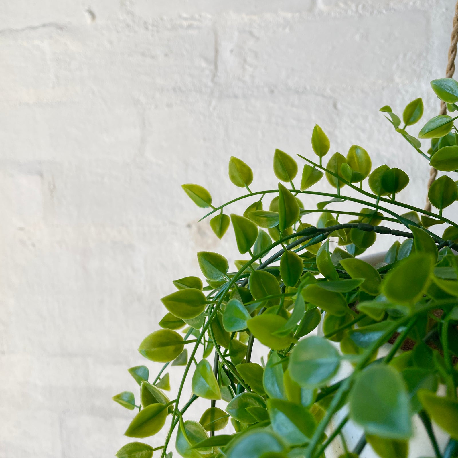 Artificial Hanging Ruscus Plant
