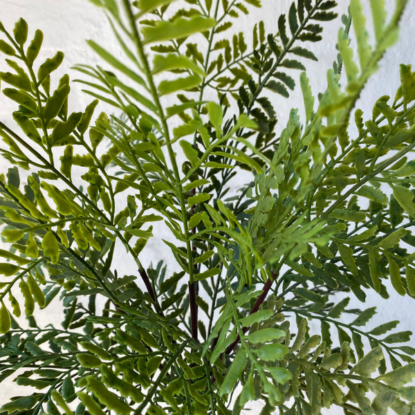 Artificial Mother Fern | Outdoor