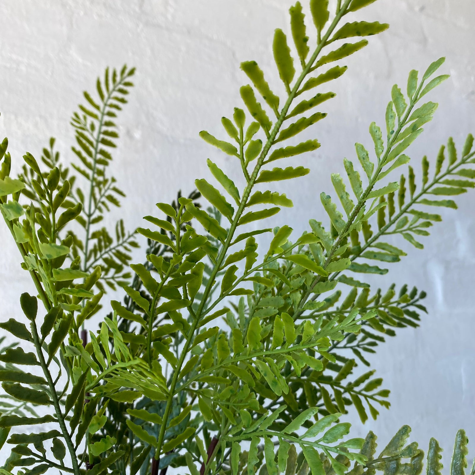 Artificial Mother Fern | Outdoor