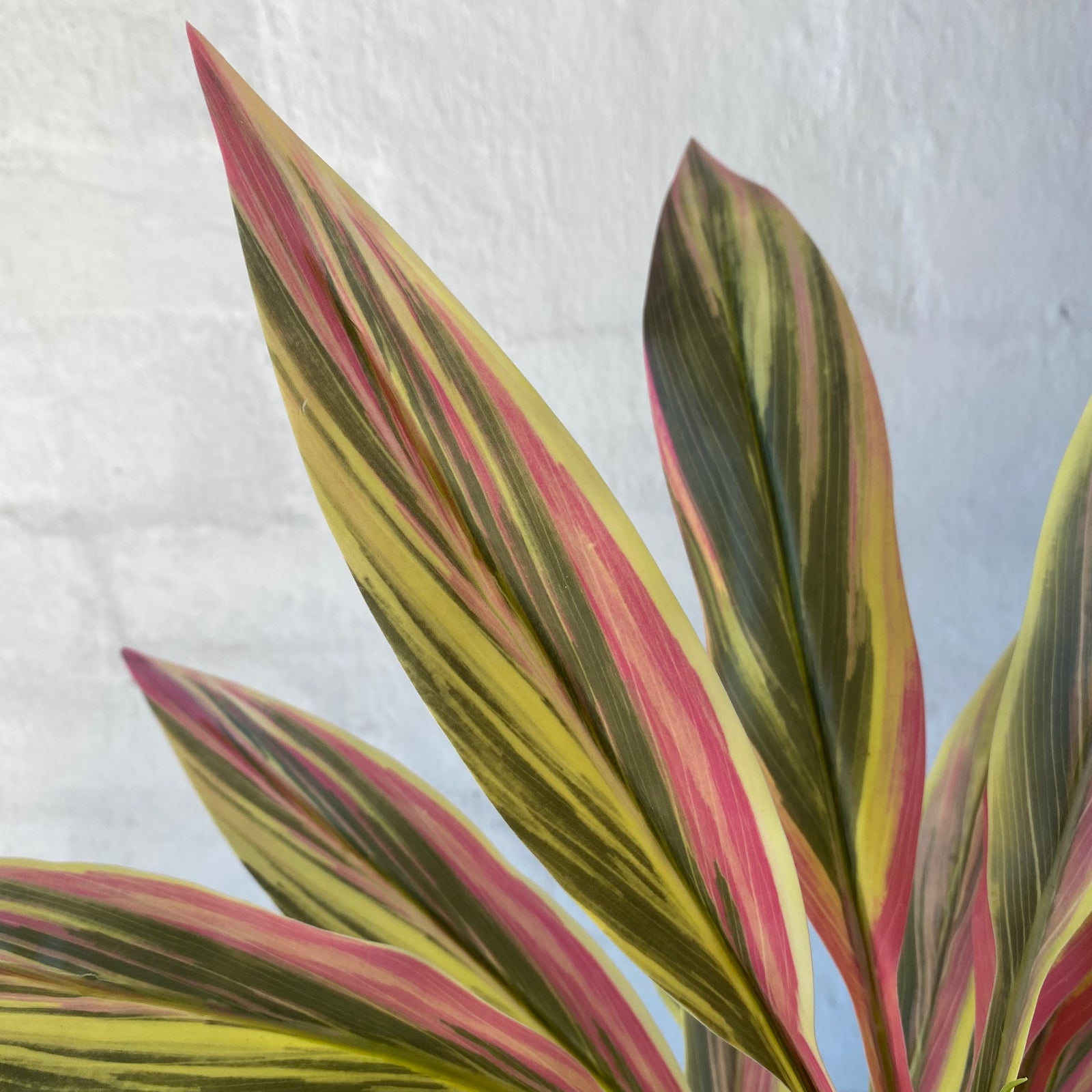 Artificial Sun Dracaena Bush