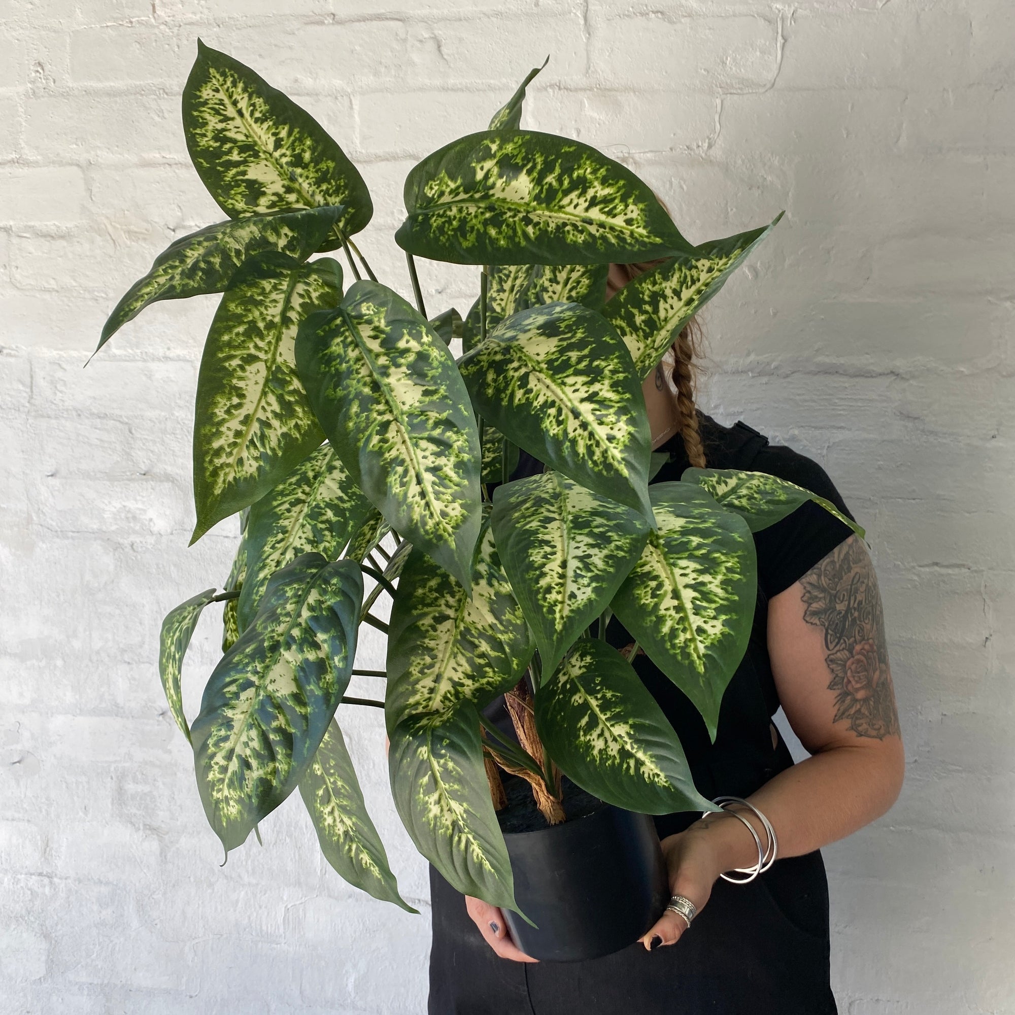Artificial Dieffenbachia Plant