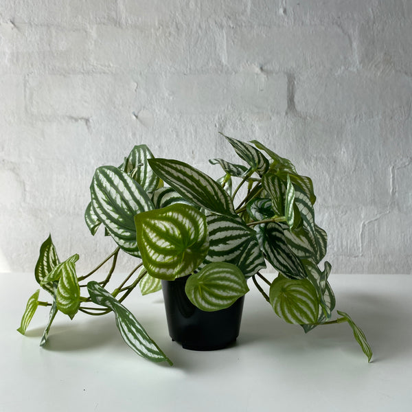 Artificial Peperomia