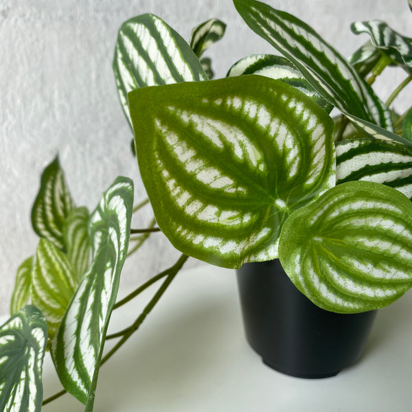 Artificial Peperomia