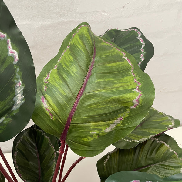 Artificial Calathea | Green Burgundy