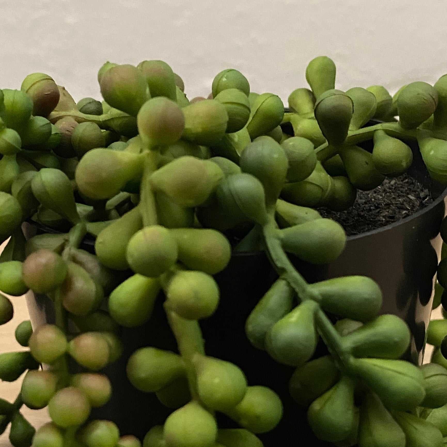 Artificial String of Pearls | 20cm