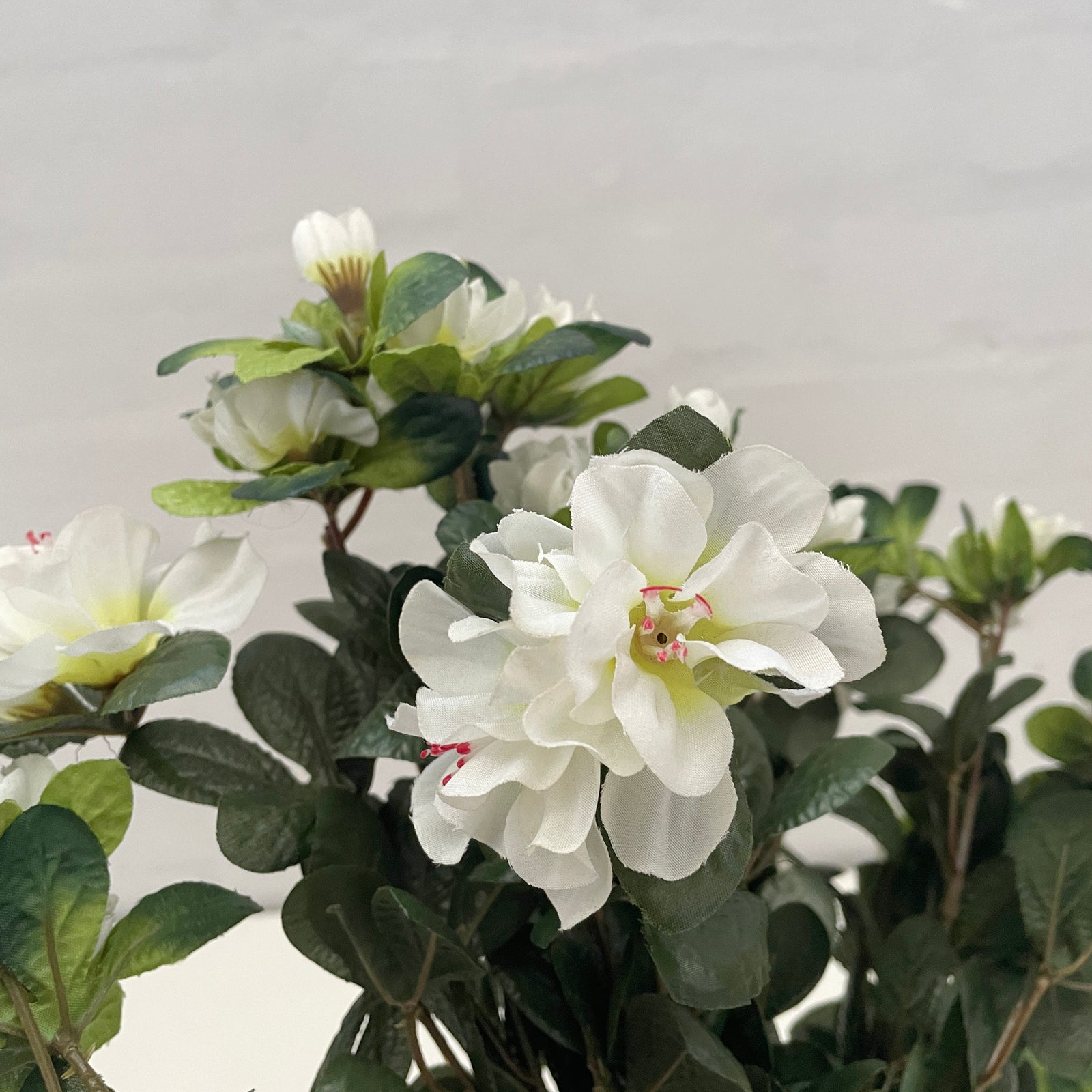 White Azalea Plants