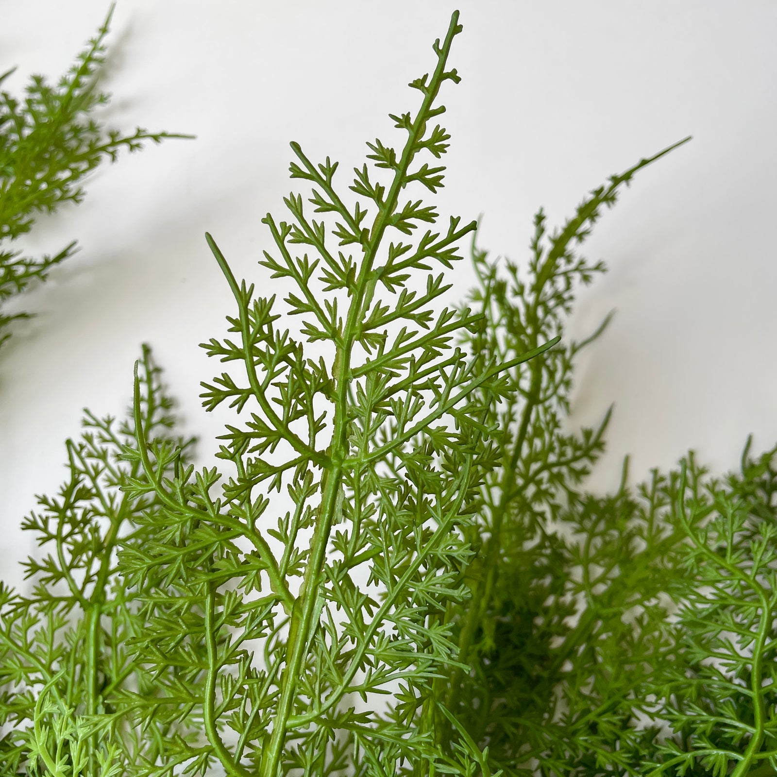 Artificial Ruscus Bush